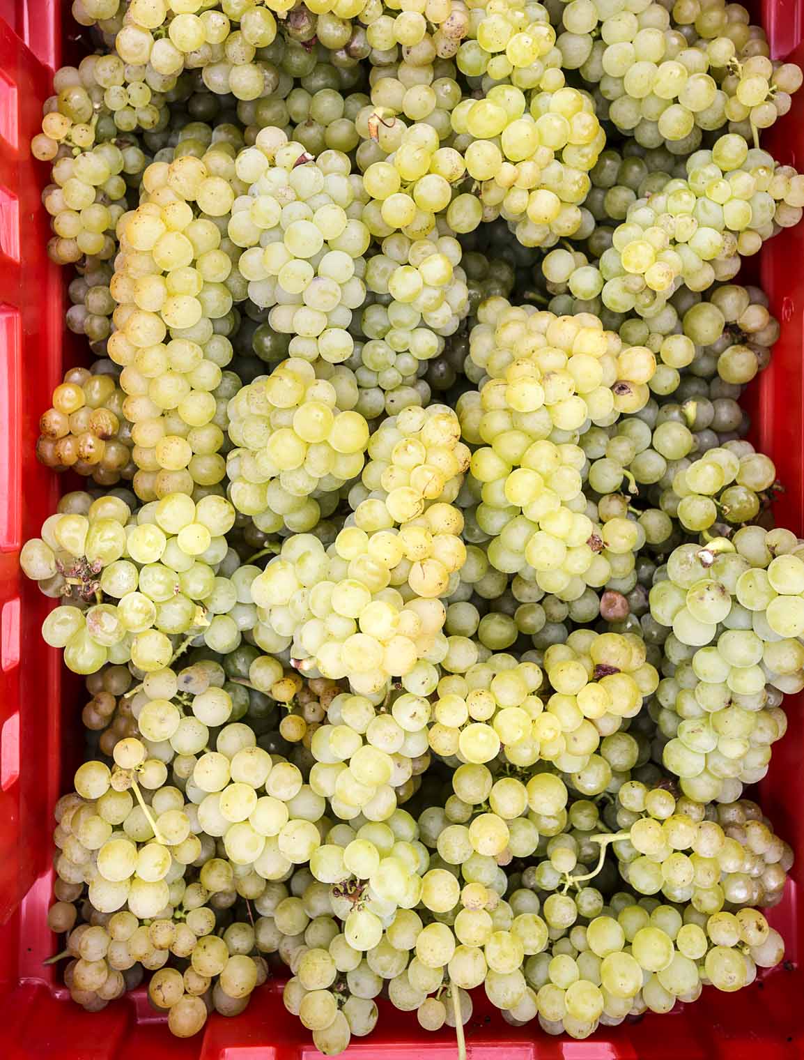 goedwinemakers__wineyard_grapes_box_winereading